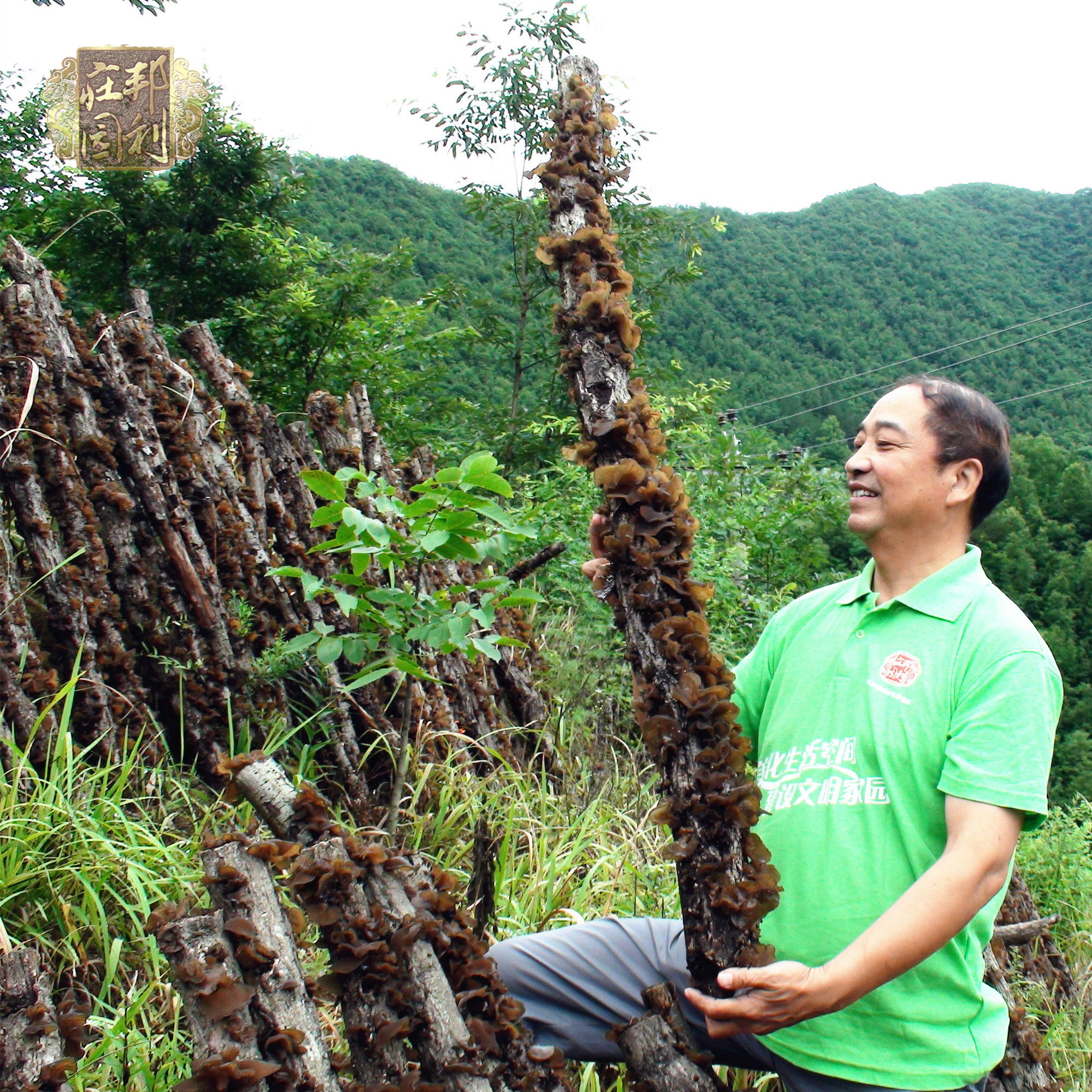 秦岭深山原木锻木黑木耳压缩木耳400g礼盒装